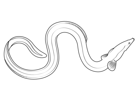 New Zealand Longfin Eel (Anguilla Dieffenbachii) Coloring Page